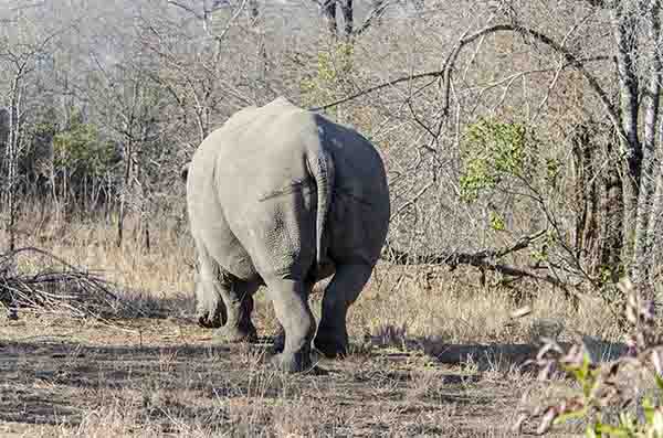 Rinoceronte Blanco - reserva Sabi Sands - Sudáfrica 4.jpg